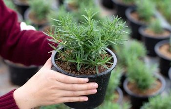 Ilustasi tanaman rosemary.