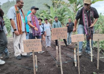 Lahan pertanian yang digarap untuk masyarakat sebagai salah satu bentuk CSR yang diberikan oleh PT PLN di Nubahaeraka, Kecamatan Atadei.