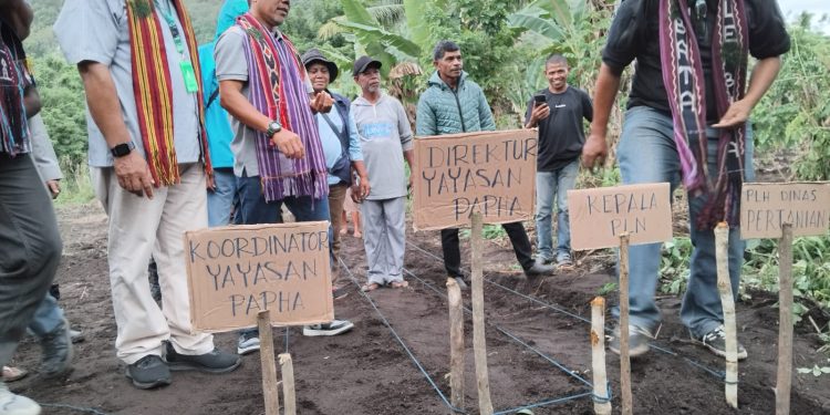 Lahan pertanian yang digarap untuk masyarakat sebagai salah satu bentuk CSR yang diberikan oleh PT PLN di Nubahaeraka, Kecamatan Atadei.