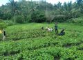 program hortikultura yang dijalankan bersama Kelompok Tani Nubahaeraka telah membuahkan hasil dua kali panen, termasuk panen kacang tanah dari sebagian lahan pertanian pada akhir Maret ini.
