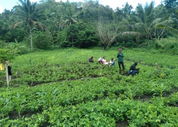 program hortikultura yang dijalankan bersama Kelompok Tani Nubahaeraka telah membuahkan hasil dua kali panen, termasuk panen kacang tanah dari sebagian lahan pertanian pada akhir Maret ini.