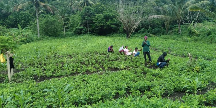 program hortikultura yang dijalankan bersama Kelompok Tani Nubahaeraka telah membuahkan hasil dua kali panen, termasuk panen kacang tanah dari sebagian lahan pertanian pada akhir Maret ini.