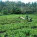 program hortikultura yang dijalankan bersama Kelompok Tani Nubahaeraka telah membuahkan hasil dua kali panen, termasuk panen kacang tanah dari sebagian lahan pertanian pada akhir Maret ini.