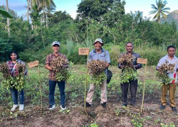Panen perdana kacang tanah oleh kelompok tani binaan PT PLN (Persero) UIP Nusra di Desa Nubahaeraka, Kecamatan Atadei, pada Sabtu, 3 Mei 2025.