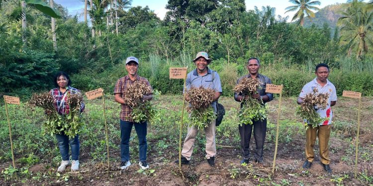 Panen perdana kacang tanah oleh kelompok tani binaan PT PLN (Persero) UIP Nusra di Desa Nubahaeraka, Kecamatan Atadei, pada Sabtu, 3 Mei 2025.
