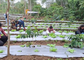Pengembangan sayuran oleh kelompok tani binaan PT PLN (Persero) IIP Nusra di Desa Poco Leok, Manggarai.