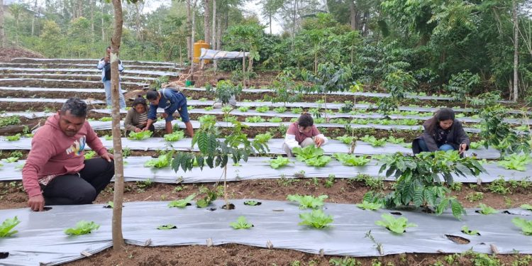 Pengembangan sayuran oleh kelompok tani binaan PT PLN (Persero) IIP Nusra di Desa Poco Leok, Manggarai.