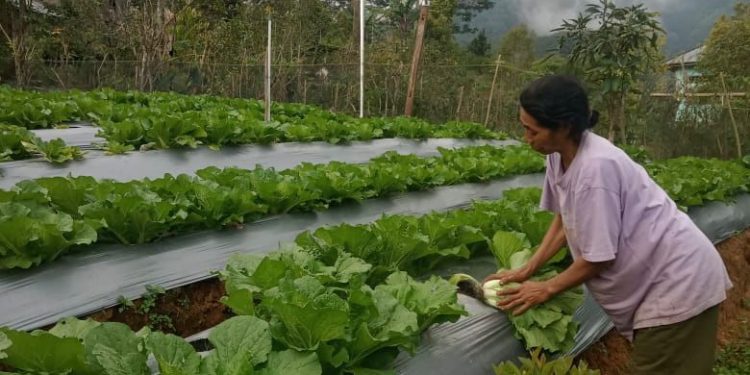 PT PLN UIP Nusra terus memberikan perhatian kepada petani di Pocoleok, Manggarai, NTT. Kali ini melalui program electrifying agriculture, petani semakin mudah dalam proses penyiraman sekaligus lebih hemat biaya.