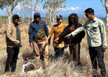 PLN UIP Nusra bersama Badan Pertanahan Nasional ( BPN ) Kabupaten Lembata melakukan survey lokasi untuk pembangunan PLTS Lembata 1 sebagai syarat penerbitan Pertek KKPR.