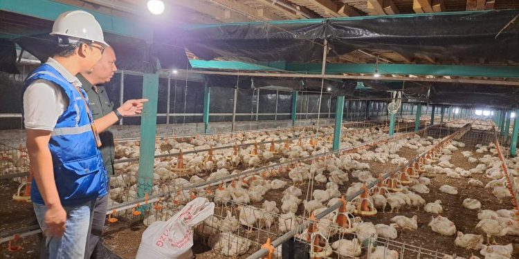 Kehadiran energi listrik yang andal dan terjangkau berdampak positif bagi daya beli masyarakat dan pertumbuhan ekonomi, salah satunya terhadap usaha pembibitan ayam di Muara Enim, Sumatera Selatan.