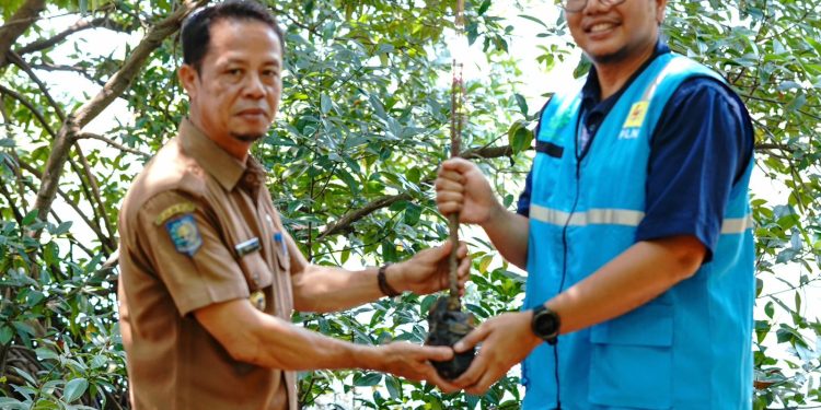 Penyerahan Simbolis Bibit Manggove oleh Manager K3L PLN UIP Nusra ke Kepala Desa Padak Guar Sambelia, 7 Oktober 2025