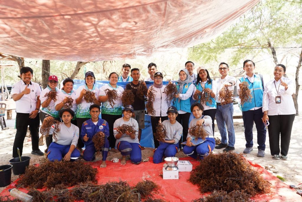 PLN UIP Nusra bersama Politeknik KP Kupang & Ketua Kelompok Petani Rumput Laut memperlihatkan varietas Rumput laut hasil budidaya di perairan lifulio yang terlihat sehat dan baik