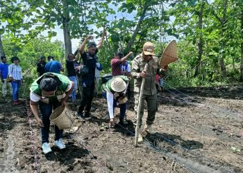 Bupati Lembata P Kanisius Tuaq turun langsung menanam jagung hibrida di Desa Tapobaran, Kecamatan Lebatukan, dalam kunjungan ke daerah itu.