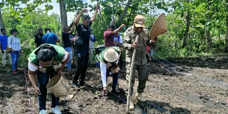 Bupati Lembata P Kanisius Tuaq turun langsung menanam jagung hibrida di Desa Tapobaran, Kecamatan Lebatukan, dalam kunjungan ke daerah itu.