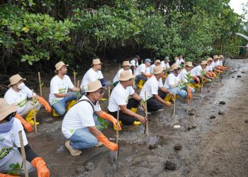 Memperingati Hari Menanam Pohon Indonesia, PT PLN iUP Nusra dan PLN Grup menanam 5.000 bibit mangrove dan 300 tanaman pesisir lainnya, di Desa Jerowaru dan Desa Sugihan, Kabupaten Lombok Timur, pada Jumat, 28 November 2025.