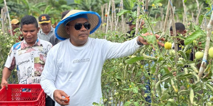 Bupati Lembata P Kanisius Tuaq memanen tomat di kebun Kayaq Tene di Desa Wowon, Kecamatan Omesuri, Sabtu, 6 Desember 2025.