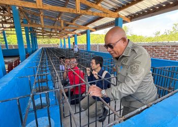 Bupati Lembata P Kanisius Tuaq meninjau langsung lokasi penampungan ternak babi di Wangatoa Atas, Kecamatan Nubatukan, Kabupaten Lembata, Jumat, 9 Januari 2025.