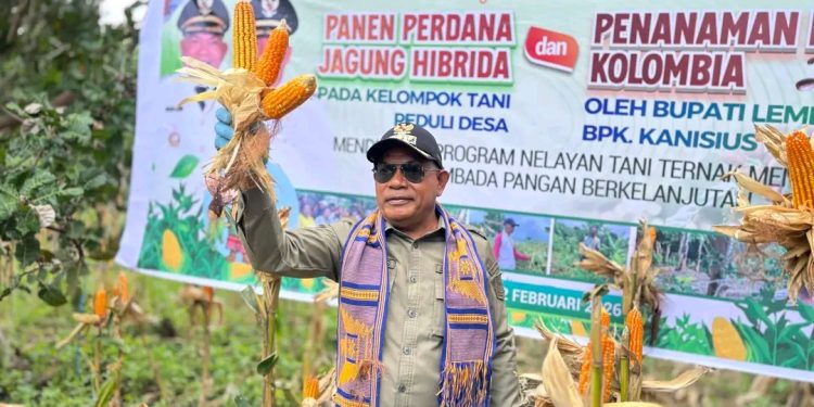 Poktan Peduli Paubokol Panen Jagung Hibrida, Bupati Kanis Tuaq Ajak PPL Kerja Optimal