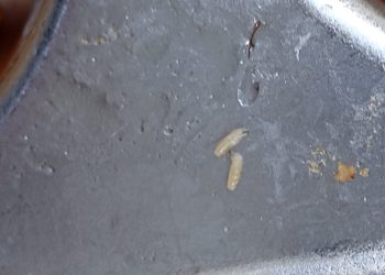 Setelah Sajikan Rambut, Kali ini SPPG 01 Sajikan MBG Berulat