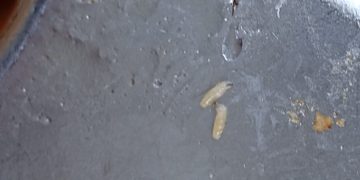 Setelah Sajikan Rambut, Kali ini SPPG 01 Sajikan MBG Berulat