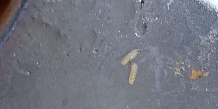 Setelah Sajikan Rambut, Kali ini SPPG 01 Sajikan MBG Berulat