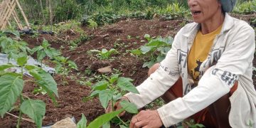 Program Hortikultura PLN UIP Nusra Perkuat Ketahanan Pangan dan Tingkatkan Kesejahteraan Warga Dusun Tantong