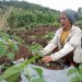 Program Hortikultura PLN UIP Nusra Perkuat Ketahanan Pangan dan Tingkatkan Kesejahteraan Warga Dusun Tantong