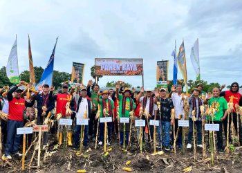 Wakil Bupati Lembata Hadiri Panen Raya Jagung PT SMJ, Dorong Kolaborasi Bangun Pertanian Modern dan Mandiri