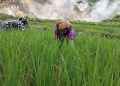 Pemprov NTT Dorong pengembangan Geothermal di Flores, PLN UIP Nusra Perkuat Komitmen Hadirkan Energi Bersih