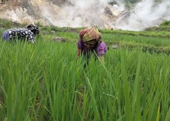Pemprov NTT Dorong pengembangan Geothermal di Flores, PLN UIP Nusra Perkuat Komitmen Hadirkan Energi Bersih