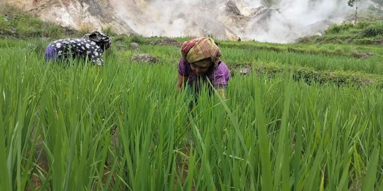 Pemprov NTT Dorong pengembangan Geothermal di Flores, PLN UIP Nusra Perkuat Komitmen Hadirkan Energi Bersih