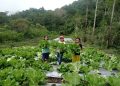 Geothermal Flores Dorong Pertumbuhan Ekonomi dan Pemberdayaan Masyarakat
