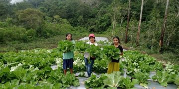 Geothermal Flores Dorong Pertumbuhan Ekonomi dan Pemberdayaan Masyarakat
