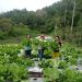 Geothermal Flores Dorong Pertumbuhan Ekonomi dan Pemberdayaan Masyarakat