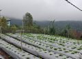 Program Electrifying Agriculture PLN UIP Nusra Tingkatkan Produktivitas dan Pendapatan Petani Desa Lungar
