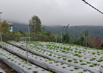 Program Electrifying Agriculture PLN UIP Nusra Tingkatkan Produktivitas dan Pendapatan Petani Desa Lungar