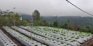 Program Electrifying Agriculture PLN UIP Nusra Tingkatkan Produktivitas dan Pendapatan Petani Desa Lungar