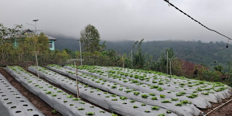 Program Electrifying Agriculture PLN UIP Nusra Tingkatkan Produktivitas dan Pendapatan Petani Desa Lungar
