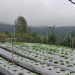 Program Electrifying Agriculture PLN UIP Nusra Tingkatkan Produktivitas dan Pendapatan Petani Desa Lungar