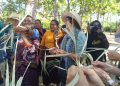 Memasuki Hari Ketiga Festival Internasional Lamaholot, Panitia Perkenalkan Keseharian Hidup Warga Lembata