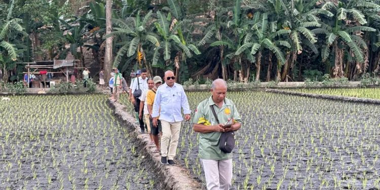 Bupati Lembata Tinjau Irigasi Urumitem Waikomo, Dorong Produktivitas Sawah dan Kemandirian Pangan Daerah