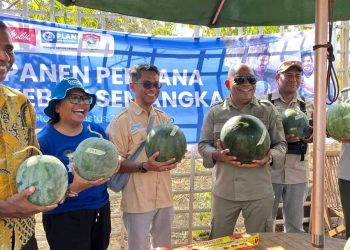 Bupati Lembata Panen Perdana Semangka Ola Take, Bukti Kolaborasi Pemuda dan Penguatan Ekonomi Pertanian