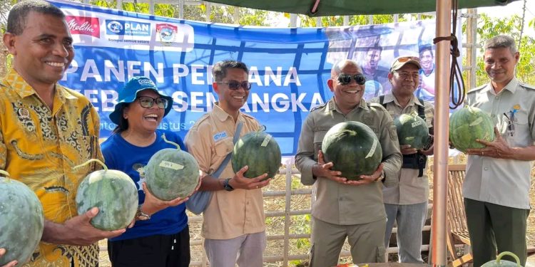 Bupati Lembata Panen Perdana Semangka Ola Take, Bukti Kolaborasi Pemuda dan Penguatan Ekonomi Pertanian